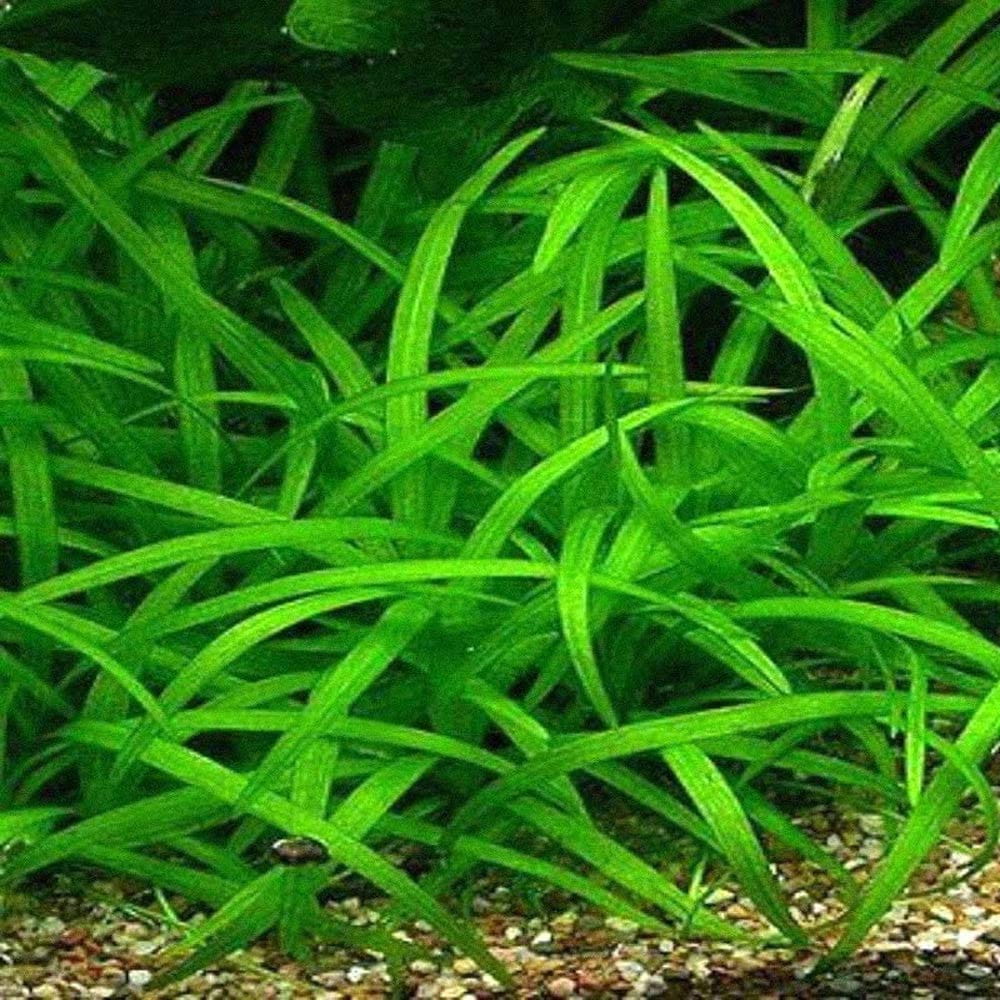 Sagittaria Subulata Strzałka Skrzydlasta Koszyk XXL